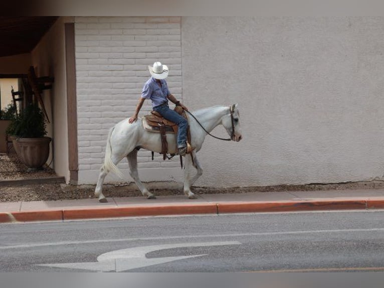 American Quarter Horse Ruin 7 Jaar 142 cm Schimmel in Camp Verde AZ