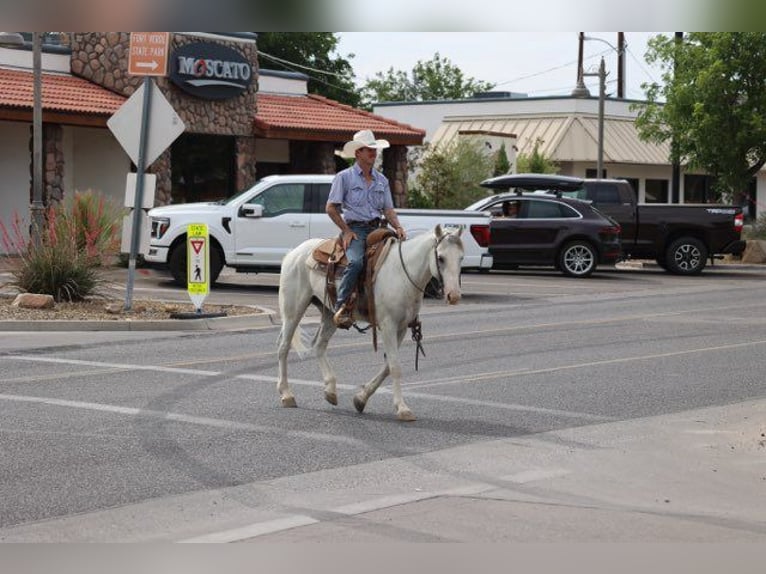 American Quarter Horse Ruin 7 Jaar 142 cm Schimmel in Camp Verde AZ