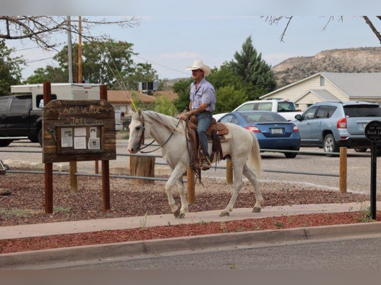 American Quarter Horse Ruin 7 Jaar 142 cm Schimmel in Camp Verde AZ