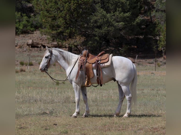 American Quarter Horse Ruin 7 Jaar 142 cm Schimmel in Camp Verde AZ