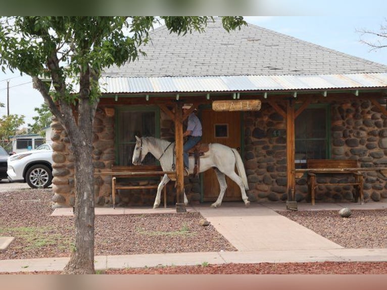American Quarter Horse Ruin 7 Jaar 142 cm Schimmel in Camp Verde AZ