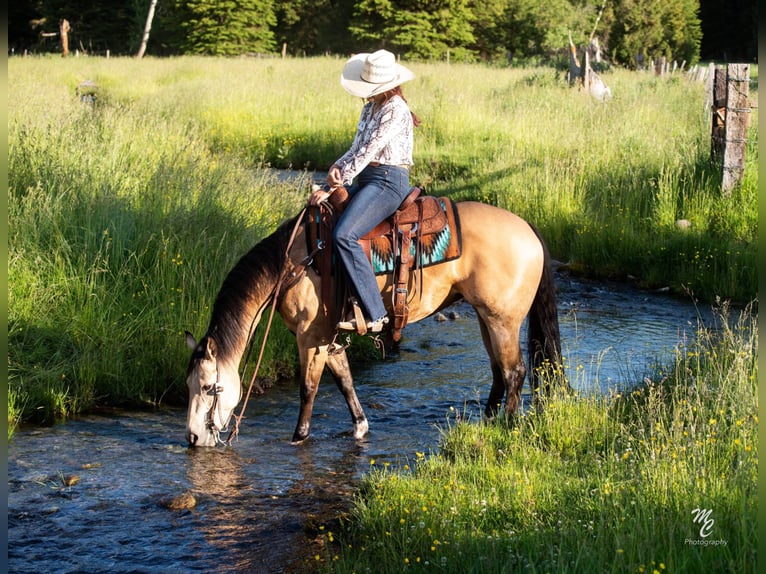 American Quarter Horse Ruin 7 Jaar 145 cm Buckskin in Caldwell ID