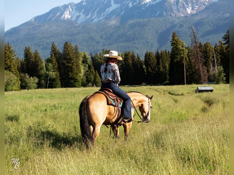 American Quarter Horse Ruin 7 Jaar 145 cm Buckskin in Caldwell ID