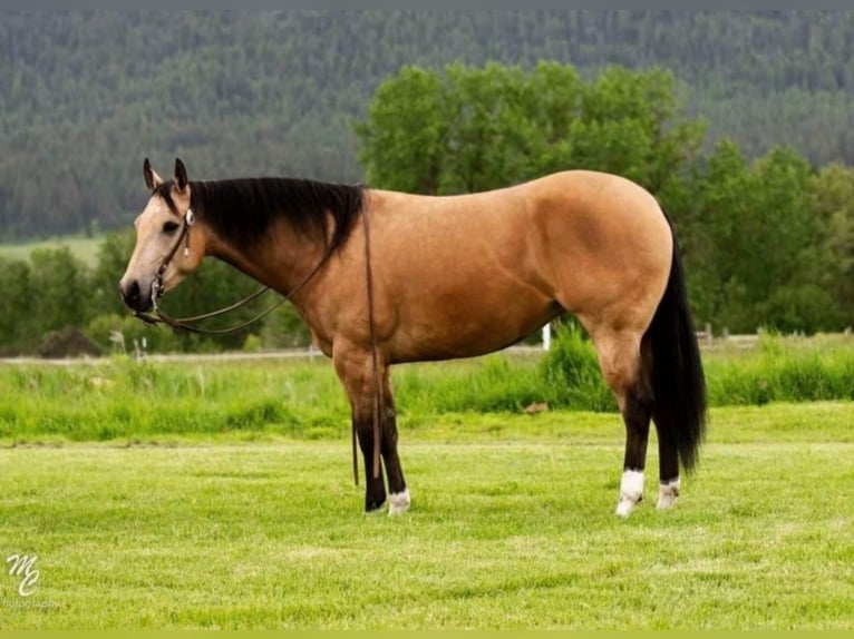 American Quarter Horse Ruin 7 Jaar 145 cm Buckskin in Caldwell ID