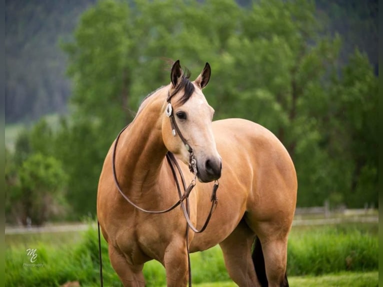 American Quarter Horse Ruin 7 Jaar 145 cm Buckskin in Caldwell ID