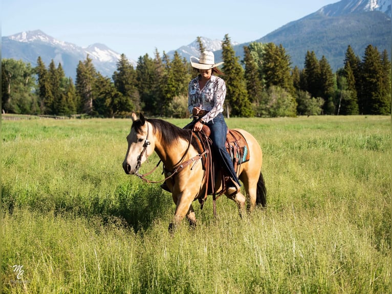 American Quarter Horse Ruin 7 Jaar 145 cm Buckskin in Caldwell ID