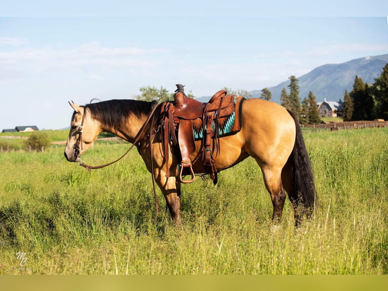 American Quarter Horse Ruin 7 Jaar 145 cm Buckskin in Caldwell ID