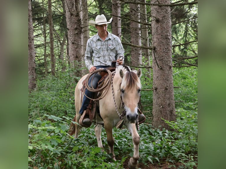 American Quarter Horse Ruin 7 Jaar 145 cm Buckskin in Howell, MI