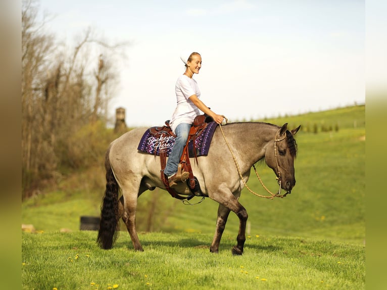 American Quarter Horse Ruin 7 Jaar 145 cm Grullo in Millersburg