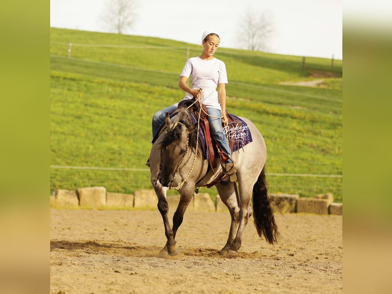 American Quarter Horse Ruin 7 Jaar 145 cm Grullo in Millersburg