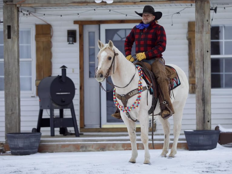 American Quarter Horse Ruin 7 Jaar 145 cm Palomino in Bernard, IA