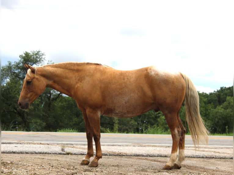 American Quarter Horse Ruin 7 Jaar 145 cm Palomino in Princeton, MO