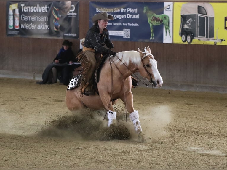 American Quarter Horse Ruin 7 Jaar 145 cm Palomino in Neuruppin