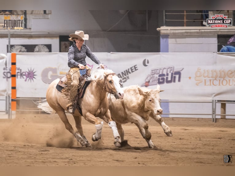 American Quarter Horse Ruin 7 Jaar 145 cm Palomino in Neuruppin