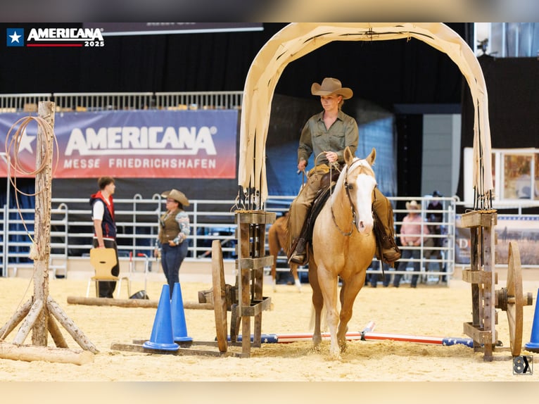 American Quarter Horse Ruin 7 Jaar 145 cm Palomino in Neuruppin