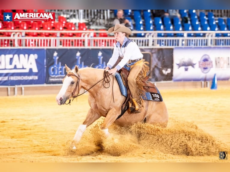 American Quarter Horse Ruin 7 Jaar 145 cm Palomino in Neuruppin