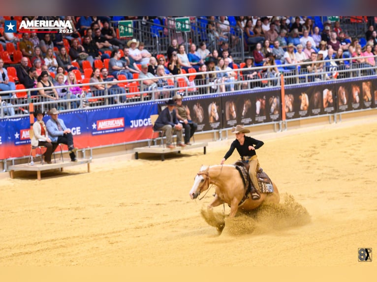 American Quarter Horse Ruin 7 Jaar 145 cm Palomino in Neuruppin