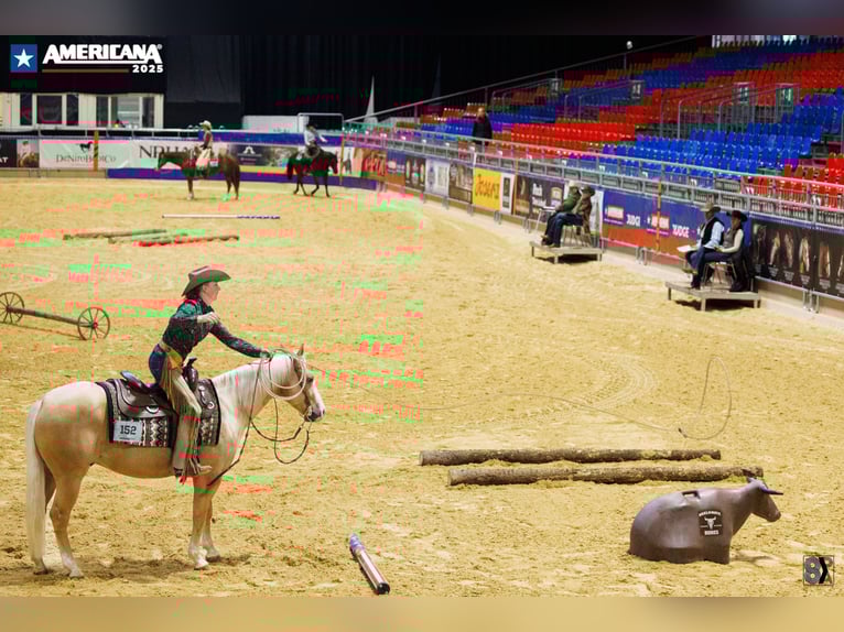 American Quarter Horse Ruin 7 Jaar 145 cm Palomino in Neuruppin