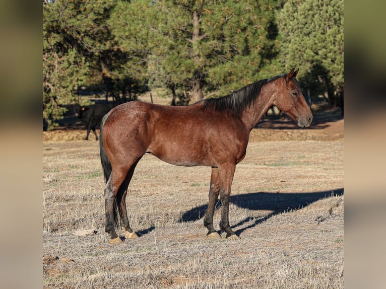American Quarter Horse Ruin 7 Jaar 145 cm Roan-Bay in Camp Verde