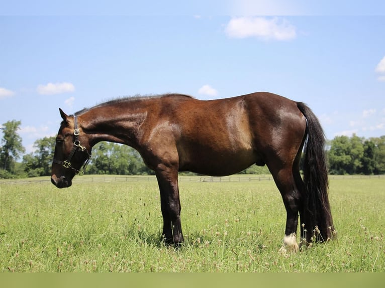 American Quarter Horse Ruin 7 Jaar 145 cm Roodbruin in Howell MI