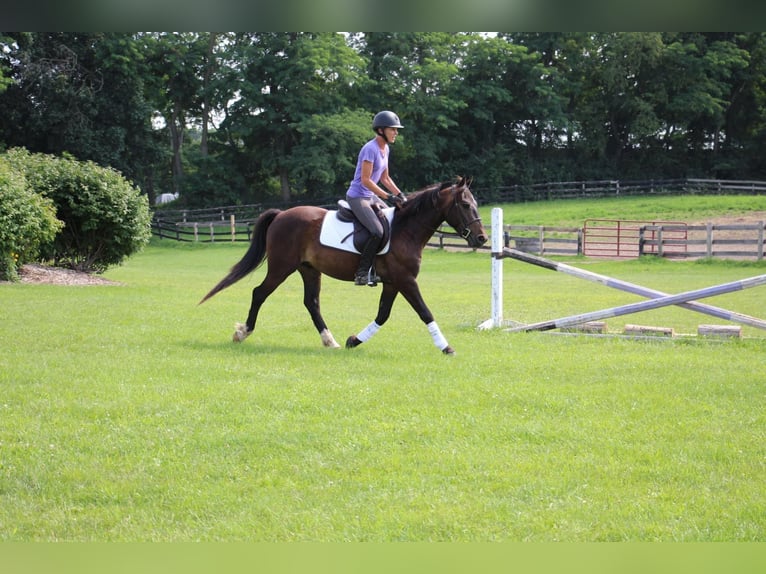 American Quarter Horse Ruin 7 Jaar 145 cm Roodbruin in Howell MI