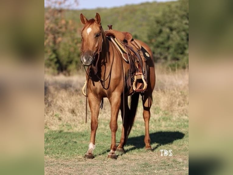 American Quarter Horse Ruin 7 Jaar 145 cm Roodvos in Weatherford TX