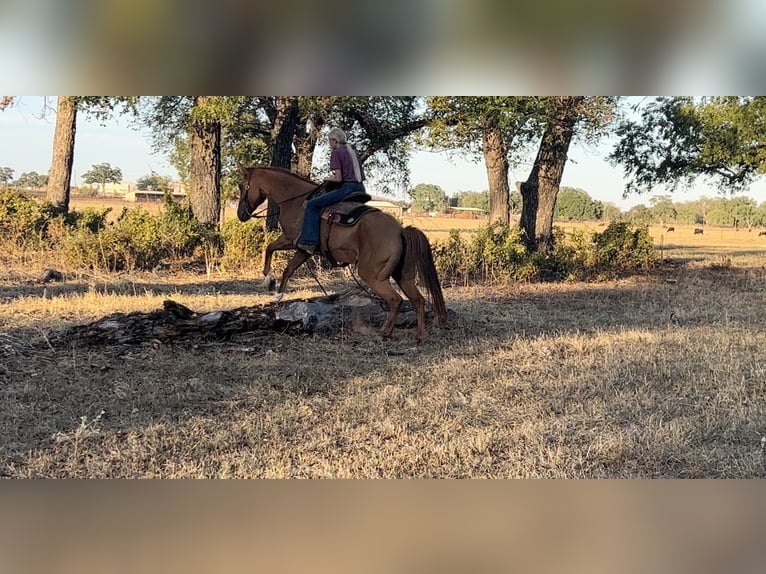 American Quarter Horse Ruin 7 Jaar 145 cm Roodvos in Weatherford TX