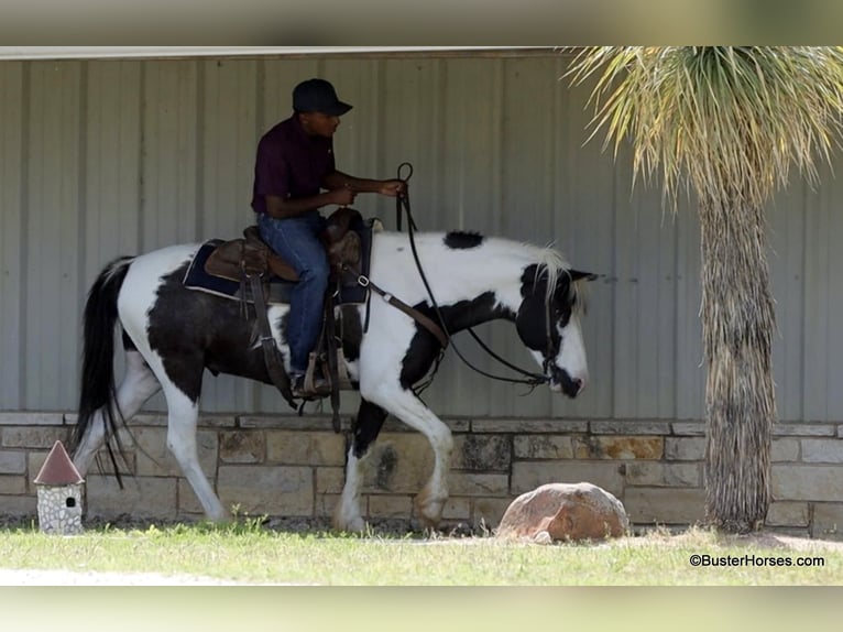 American Quarter Horse Ruin 7 Jaar 145 cm Tobiano-alle-kleuren in Weatherford TX