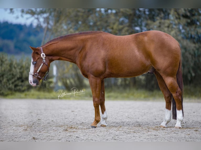 American Quarter Horse Ruin 7 Jaar 146 cm Vos in Hohenstein
