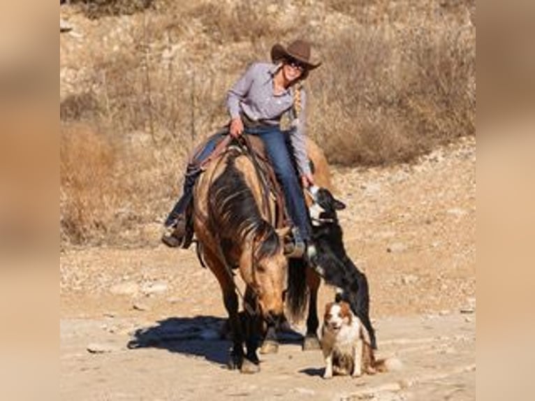 American Quarter Horse Ruin 7 Jaar 147 cm Buckskin in Ranger