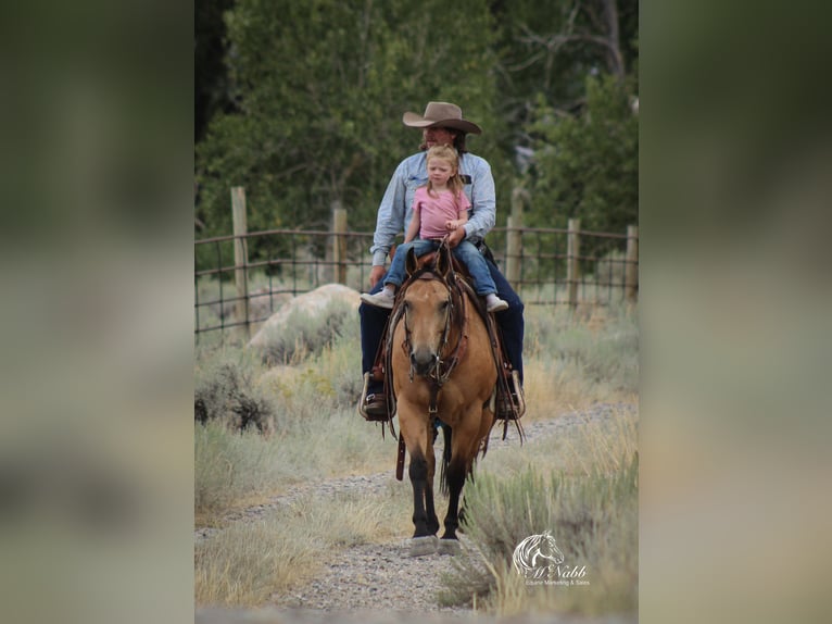 American Quarter Horse Ruin 7 Jaar 147 cm Buckskin in Cody