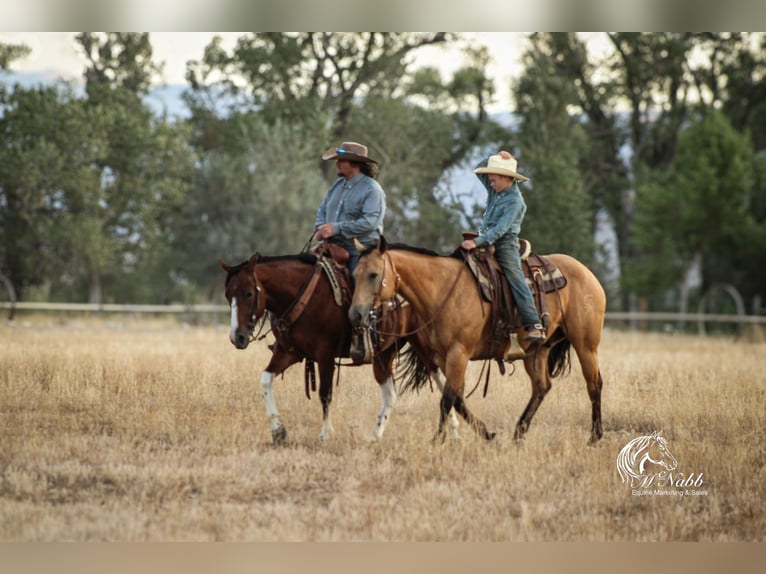 American Quarter Horse Ruin 7 Jaar 147 cm Buckskin in Cody