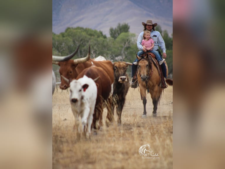 American Quarter Horse Ruin 7 Jaar 147 cm Buckskin in Cody