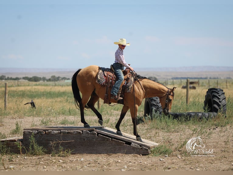 American Quarter Horse Ruin 7 Jaar 147 cm Buckskin in Cody