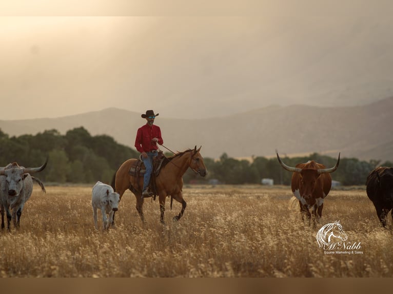 American Quarter Horse Ruin 7 Jaar 147 cm Buckskin in Cody