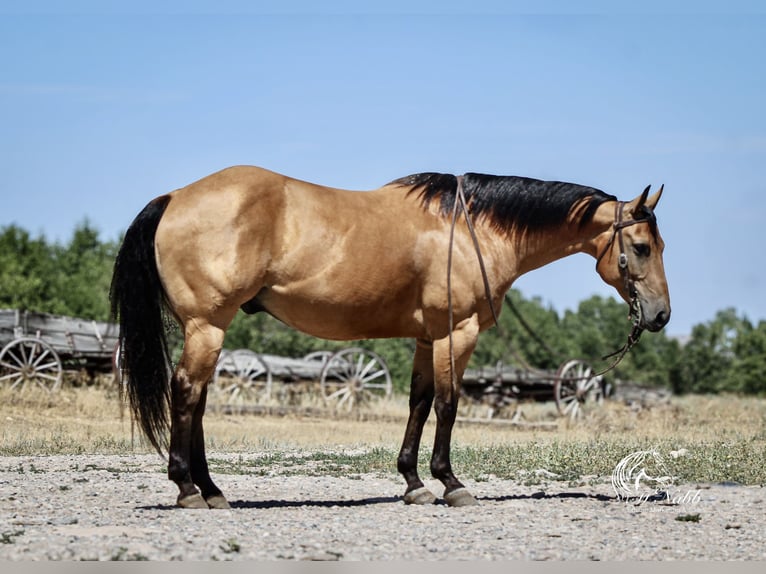 American Quarter Horse Ruin 7 Jaar 147 cm Buckskin in Cody