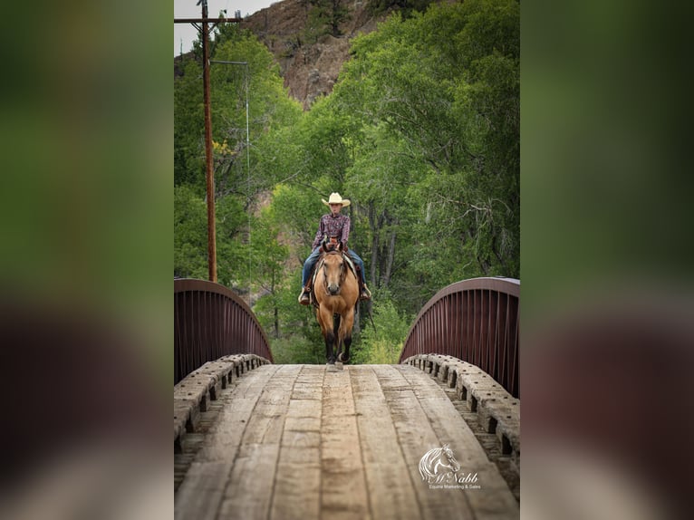 American Quarter Horse Ruin 7 Jaar 147 cm Buckskin in Cody