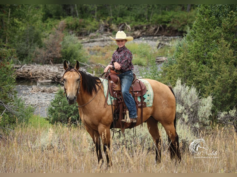American Quarter Horse Ruin 7 Jaar 147 cm Buckskin in Cody