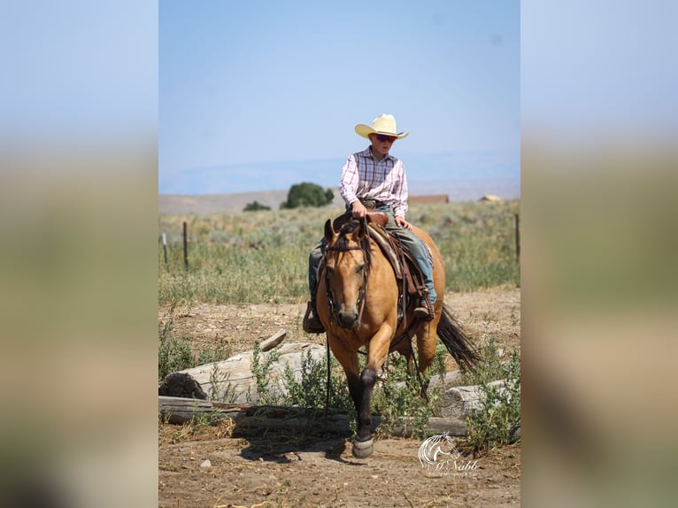 American Quarter Horse Ruin 7 Jaar 147 cm Buckskin in Cody