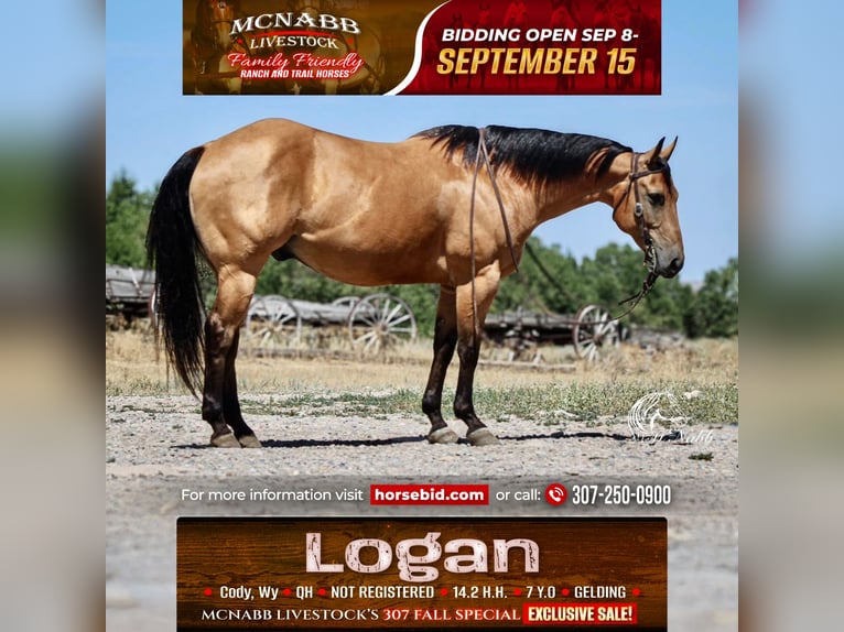 American Quarter Horse Ruin 7 Jaar 147 cm Buckskin in Cody
