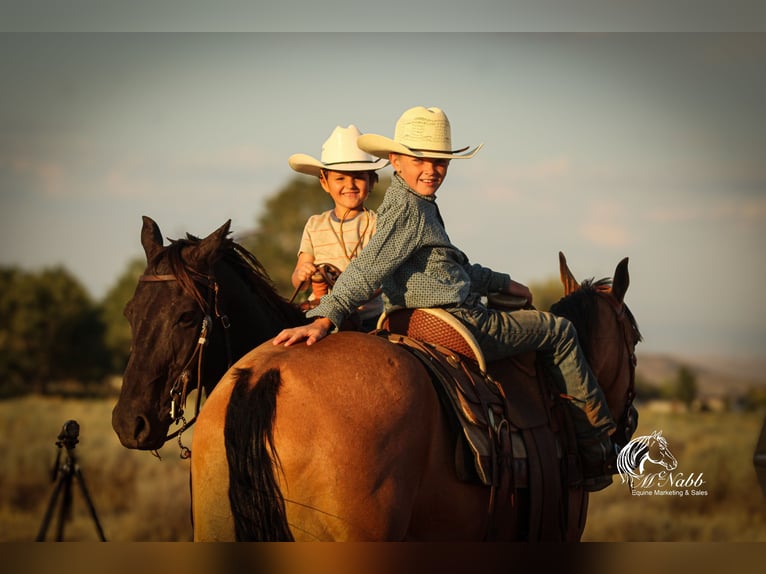 American Quarter Horse Ruin 7 Jaar 147 cm Buckskin in Cody