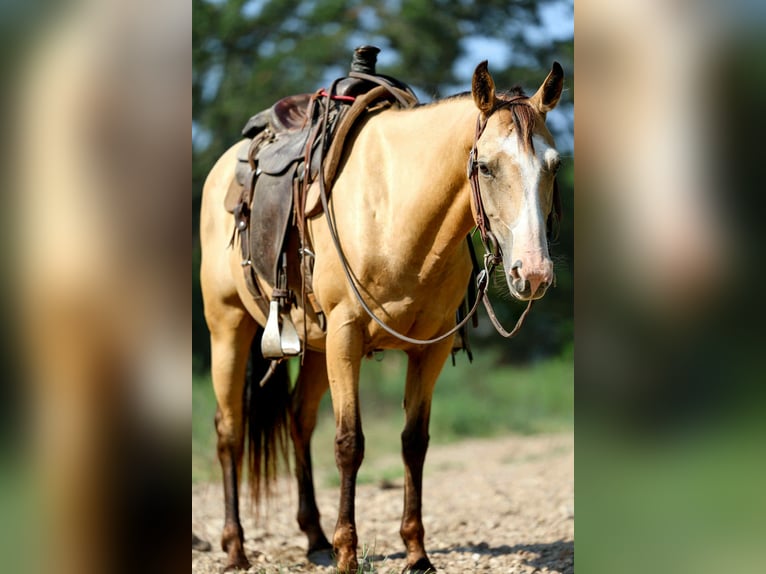 American Quarter Horse Ruin 7 Jaar 147 cm Buckskin in Cole Camp, MO