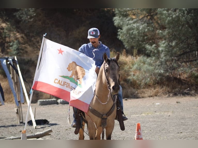 American Quarter Horse Ruin 7 Jaar 147 cm Buckskin in Paicines CA