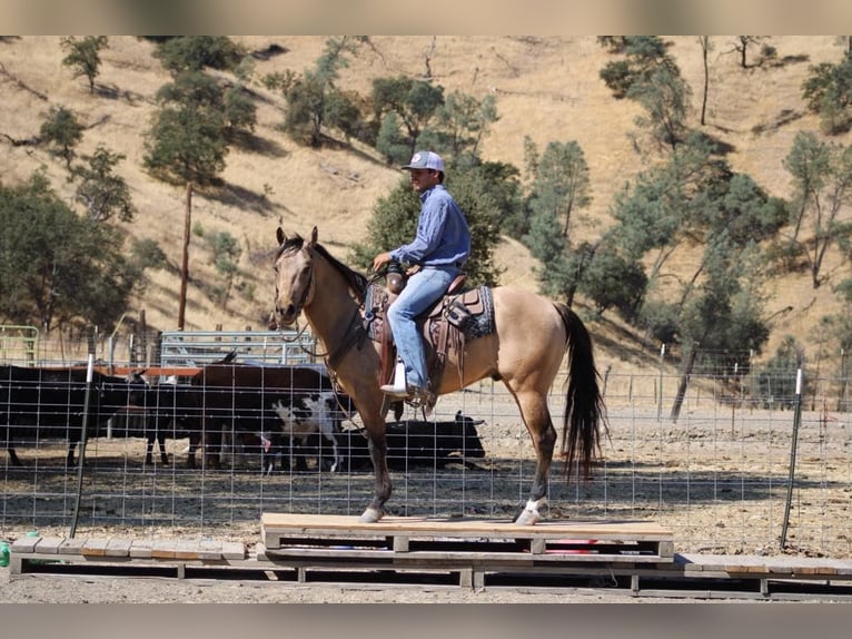 American Quarter Horse Ruin 7 Jaar 147 cm Buckskin in Paicines CA