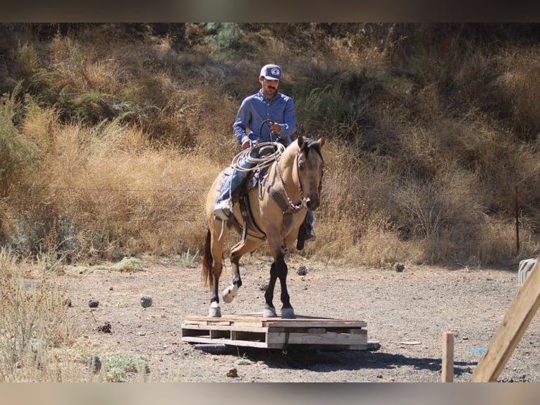 American Quarter Horse Ruin 7 Jaar 147 cm Buckskin in Paicines CA