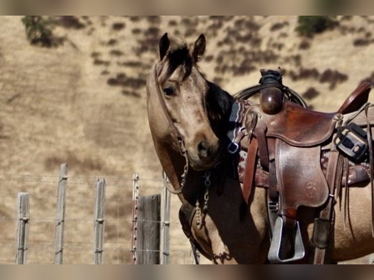 American Quarter Horse Ruin 7 Jaar 147 cm Buckskin in Paicines CA