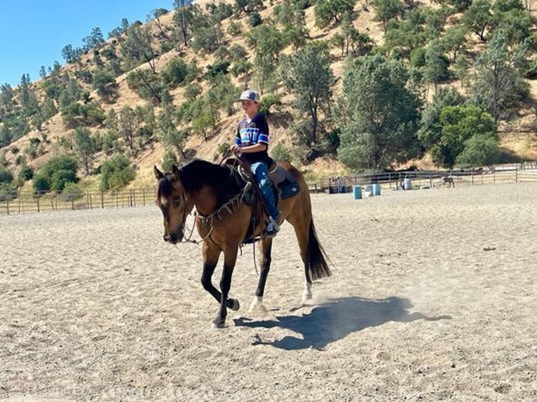 American Quarter Horse Ruin 7 Jaar 147 cm Buckskin in Woodside CA