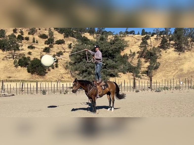 American Quarter Horse Ruin 7 Jaar 147 cm Buckskin in Woodside CA