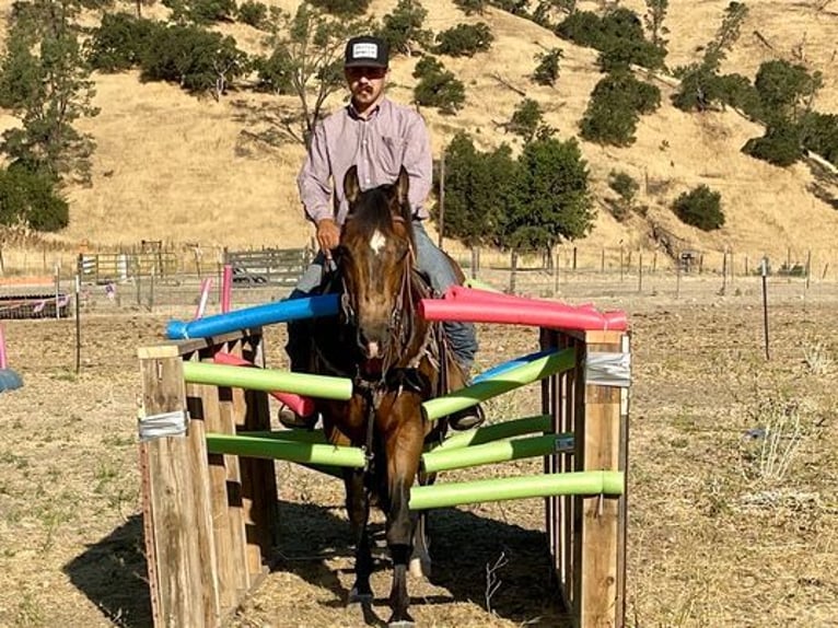 American Quarter Horse Ruin 7 Jaar 147 cm Buckskin in Woodside CA