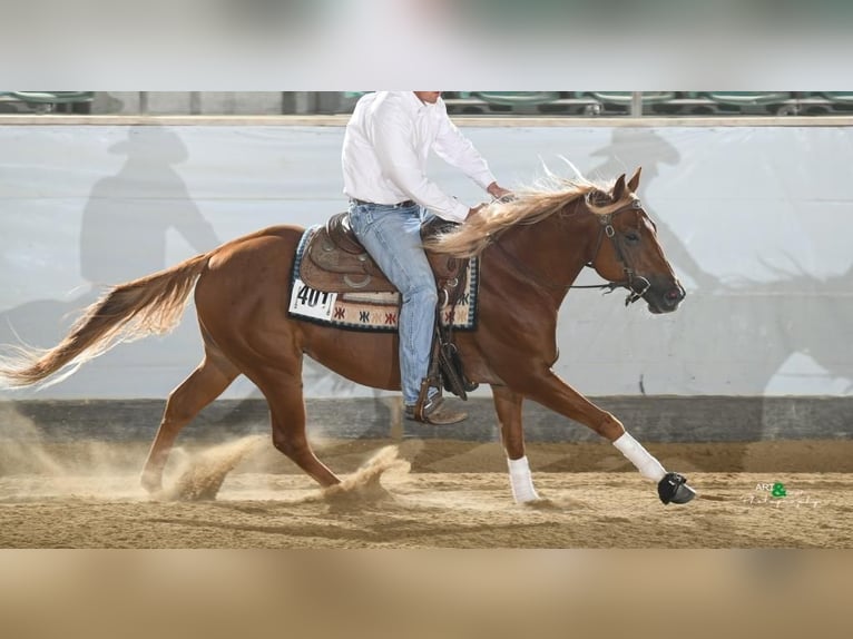 American Quarter Horse Ruin 7 Jaar 147 cm Donkere-vos in Ensdorf